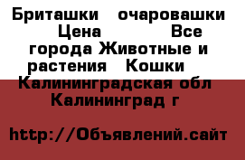 Бриташки - очаровашки.  › Цена ­ 3 000 - Все города Животные и растения » Кошки   . Калининградская обл.,Калининград г.